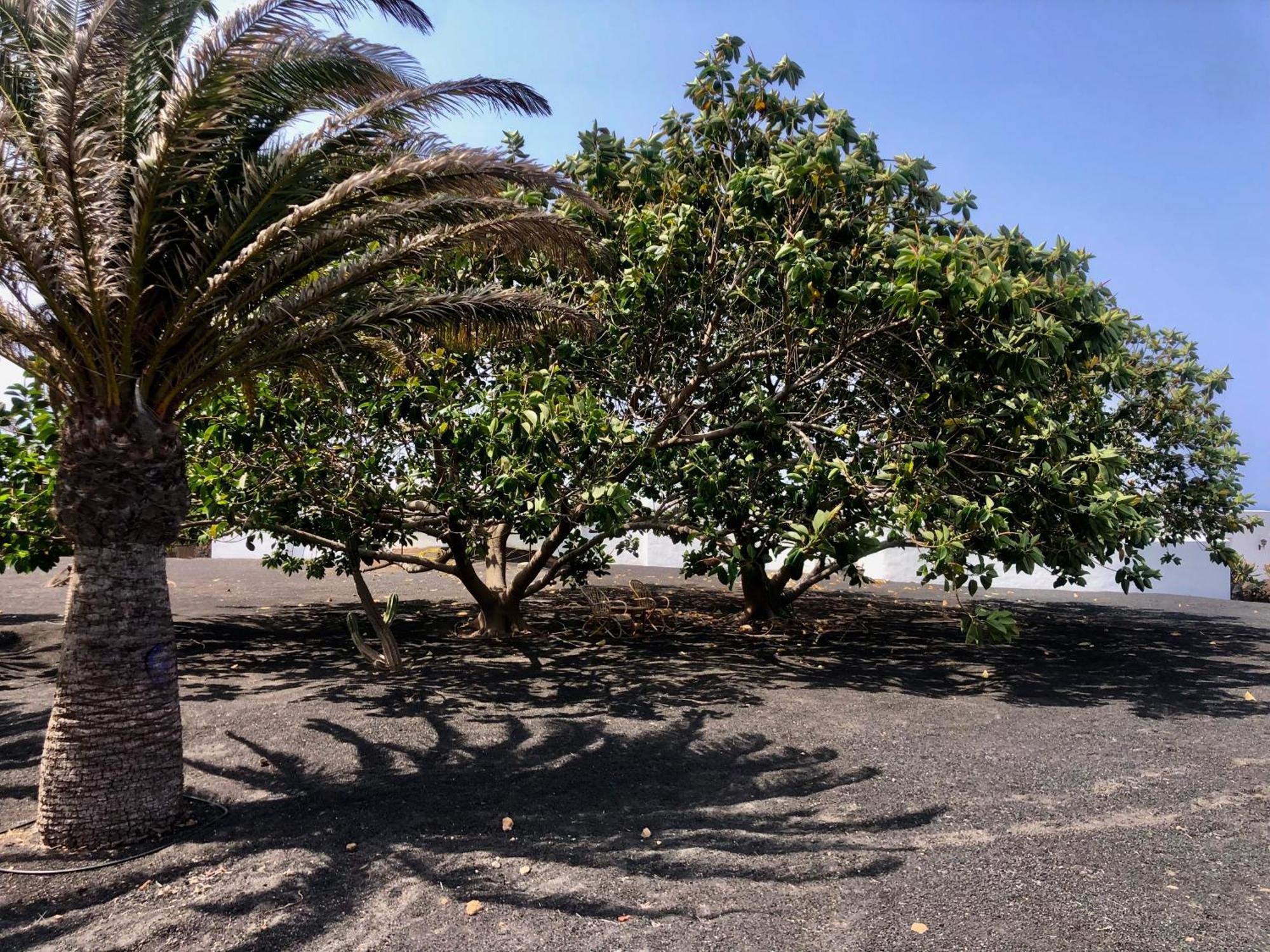 Villa Luciano "Spirit Of The Canaries" Тиас Экстерьер фото
